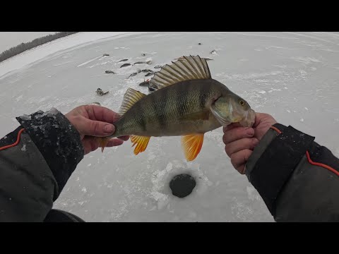 Второй день рыбалки, щука не так активна, зато окунь даёт жару.
