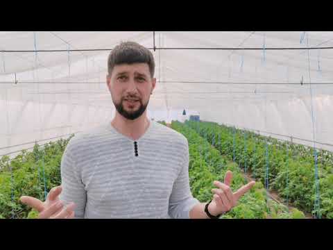 Причины плохой завязи и опадения цветов томата!