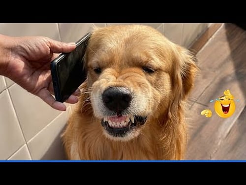 Smarty Funny Animal Video Clips ๐ถ Funniest Dog Moments Ever Recorded ๐คฃ