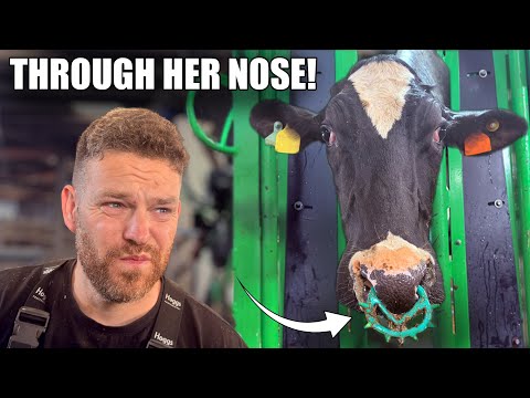 a DECAYING FOOT, it's STUCK in her NOSE ... & a BIG CHUNK of hoof horn peeled off