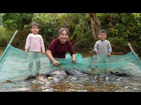 Setting traps to catch giant river fish with nets for sale - taking care of chicks and ducklings.