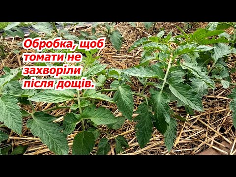 What should we urgently do with tomatoes in the open ground after the rains!