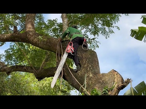 Cưa cây còng to , Nhiều nhánh , ở ô lâm . Cưa cây kỷ thuật cao