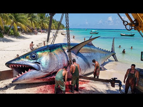 How Fishermen Catch the 1,500KG Bluefin Tuna Deep Ocean Fishing Documentary