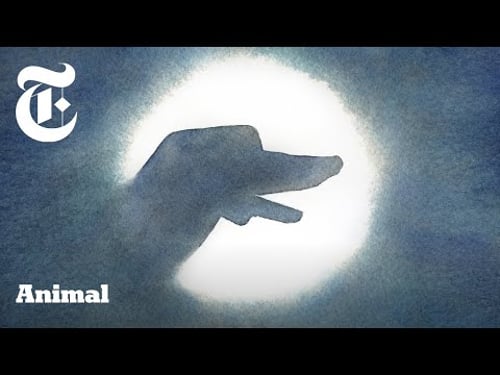 Introducing ‘Animal’: Walnut