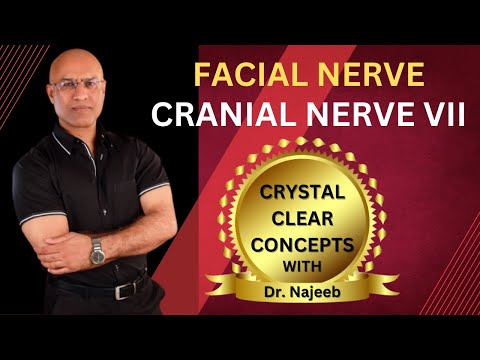 Facial Nerve | Cranial Nerve VII | Neurology | Neuroanatomy🩺