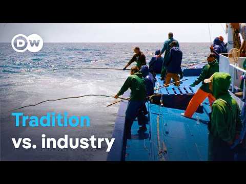 Bullied by the EU? The last pole-and-line fishermen of the Azores | DW Documentary