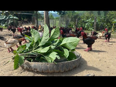 How to raise free range chickens simply and effectively - poultry farming