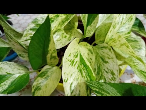 Лёгкие и красивые сорта сциндапсусов.