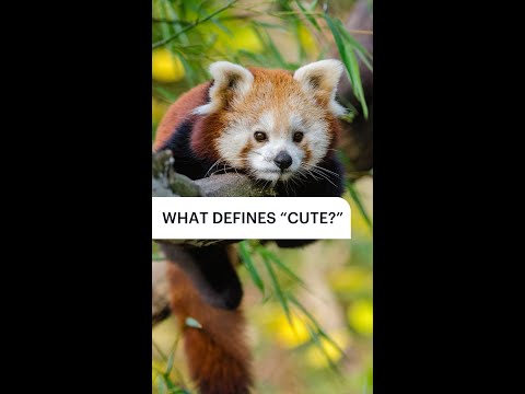Whats the cutest baby animal of them all?