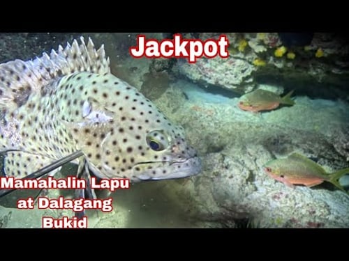 Ep 658 mamahalin Lapu at Dalagang Bukid night spearfishing Philippines
