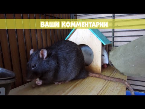 КРЫСА НЕ ИДЕТ НА РУКИ, КРЫСА БОИТСЯ. ПРИРУЧАЕМ ГРЫЗУНА || Ответы на комментарии