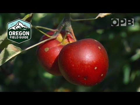 Locating the world’s largest collection of apple varieties | Oregon Field Guide from the OPB Archive