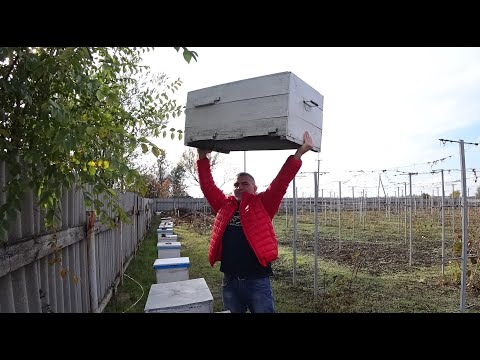 Top three bee hives according to beekeepers
