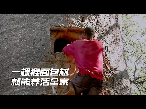 他们凿开20米高的大树取水,这里拥有一棵猴面包树,就能养活全家