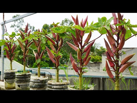 Growing Okra in Containers Simple Urban Gardening Tips