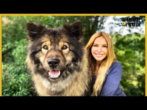 EURASIER DOG - ULTIMATE DOG BREED GUIDE / Animal Watch