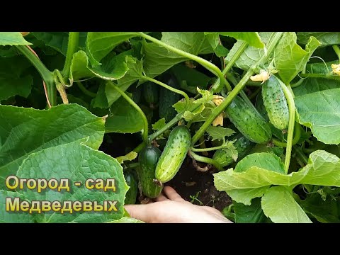 Как увеличивать или поддерживать плодородие почвы в огороде