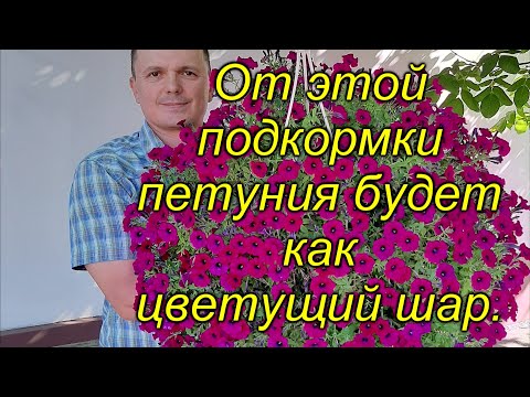 Самая простая подкормка для ампельной петунии.
