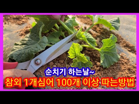 🍋참외🍋 순치기~참외 한개심어 100개 이상 따는방법 참외 재배방법,참외적심,순지르기,심는시기,솔림농원 비닐하우스 텃밭 귀농 귀촌 전원일기,주말농장,텃밭