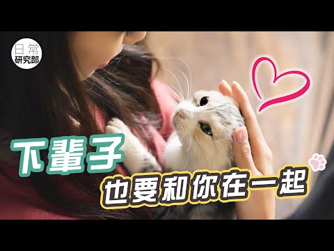 你相信貓會轉世嗎?|只想待在你身邊,下輩子也要做你的貓!