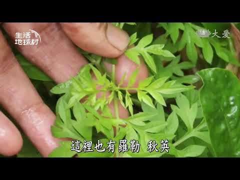 【生活地球村】 綠色屋頂 為城市創造更多益處 20251214