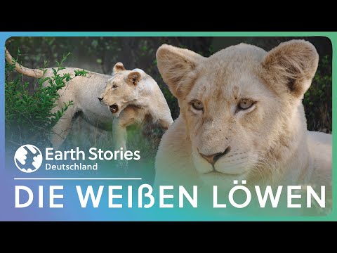 Doku: Die weißen Löwen von Timbavati