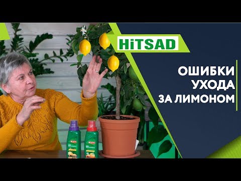 Mistakes When Growing Lemons at Home ✔️ Indoor Lemon from a Seed