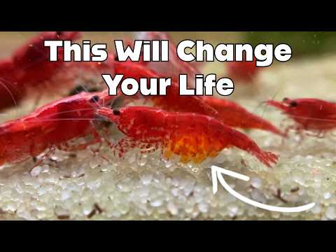 Keeping Shrimp Will Improve Your Life