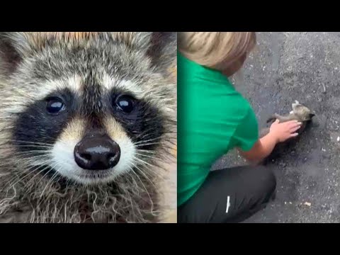 Kentucky Nurse Gives CPR To Raccoon Drunk Off Moonshine