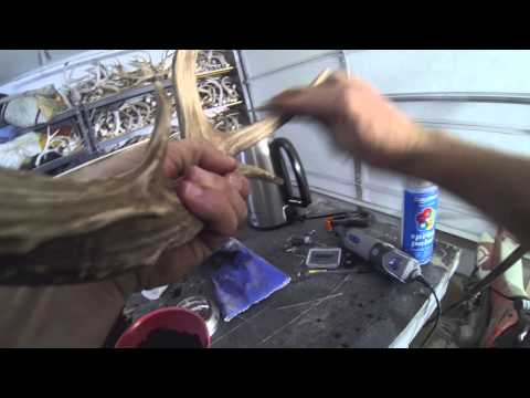 How To Restore Color To Deer Antlers CHEAP!