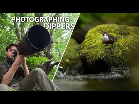 Photographing Dippers in the Peak District...