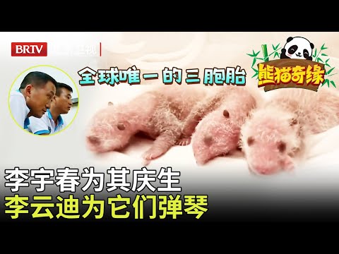 今天大熊猫突然一反常态,它竟然罕见生下三胞胎,幼崽能否活下来? 【熊猫奇缘】#熊猫#panda