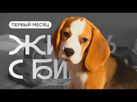 Жизнь с биглем. Первый месяц