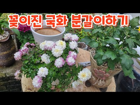 꽃이진 #국화 #분갈이 잘키우기
