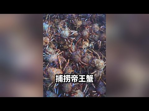 昂貴的阿拉斯加帝王蟹是如何在白令海捕撈上來的 #海鮮原產地 #帝王蟹 #漁民生活實拍 #海員生活