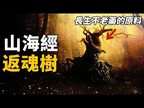 不死藥的原料,返魂樹真實存在?《山海經》驚人記載它的真實樣貌!漢武帝曾用它為百姓續命! 腦補大轟炸