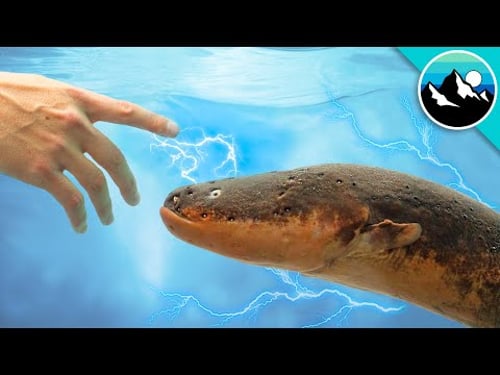 Shocked by an Electric Eel!