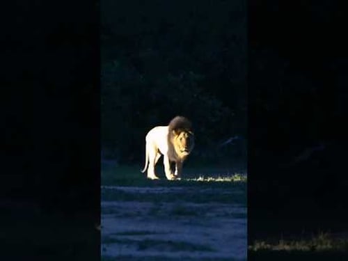 Huge Male Lion Owns the Darkness and Roars