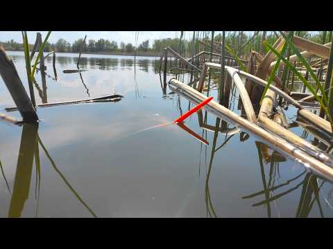 IT POSTED IT... AND INTO THE BUSHES!!! CARP AND CRUCIAN CARP MONSTERS FISHING ON A FLOAT