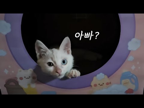 냥줍한 오드아이 아깽이의 보호자가 나타났다.... 그냥 제가 잘 키우겠습니다...