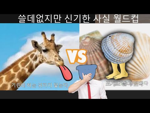개쓸데없지만 신기한 사실 월드컵