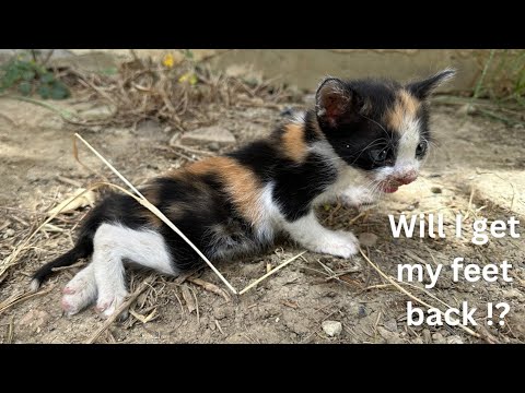 The story of saving a 5-day-old disabled kitten crying.