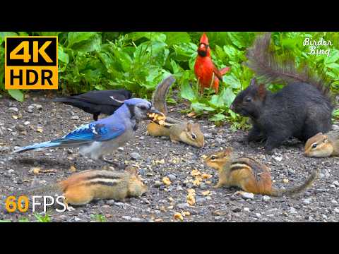 Cat TV for Cats to Watch ๐บ๐ฆ Crazy Birds, Chipmunks and Squirrels ๐ฟ Cat Games 4K HDR