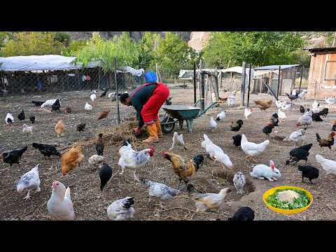 Keep Chickens Healthy Without Antibiotics - Raise Chickens Naturally - Clean Coop Naturally
