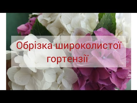 Обрізка широколистої гортензії (гортензії макрофіли)