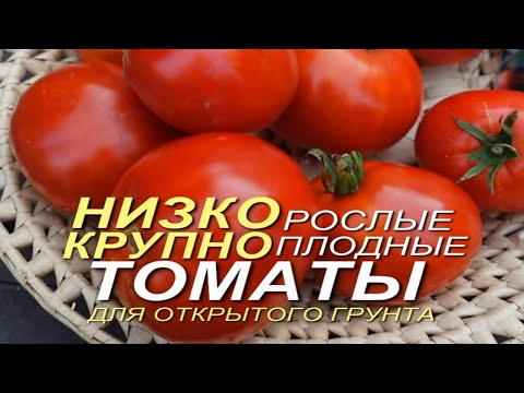 Три КЛАССНЫХ НИЗКОРОСЛЫХ КРУПНОПЛОДНЫХ томатов для ОТКРЫТОГО грунта! Советы от ЗЕЛЕНОГО ОГОРОДА!