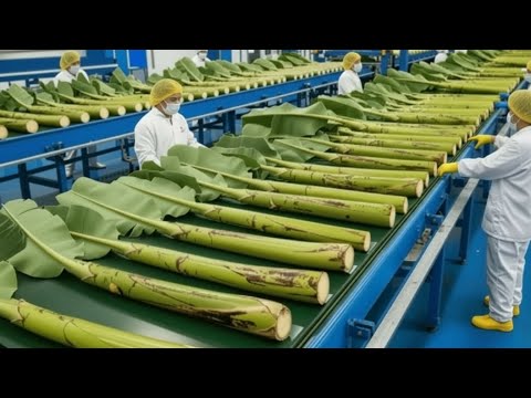 How 10 Tons of Banana Stems Become Fabric Daily - Agriculture Processing