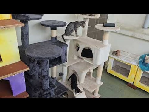 Cats Playing Freely at Home π» | Cute & Funny Cat Videos