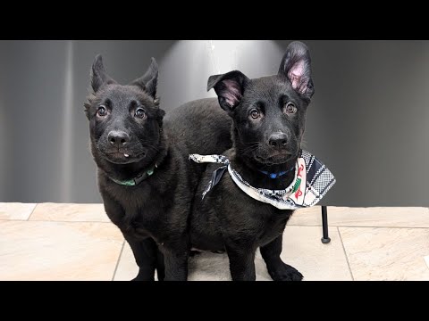 Two Adorable Black German Shepherd Puppies vs. The Grooming Salon (Pure Chaos)